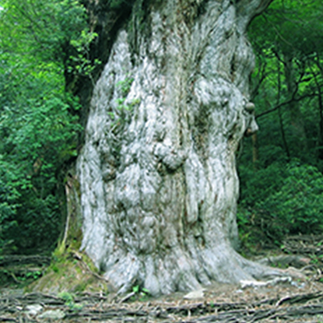 屋久島イメージ