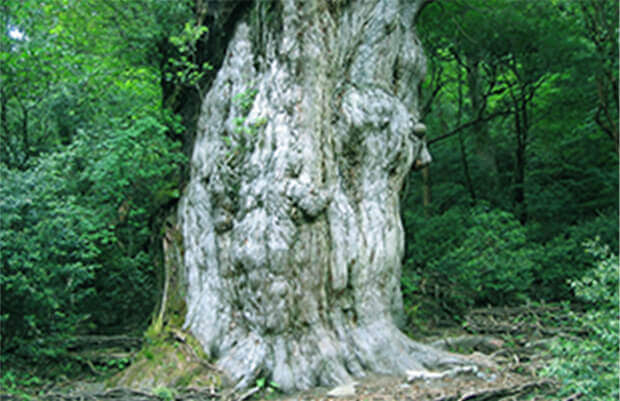 屋久島イメージ